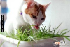 为什么百合花对猫有毒?猫中毒了该怎么办?还有哪些植物使猫中毒?