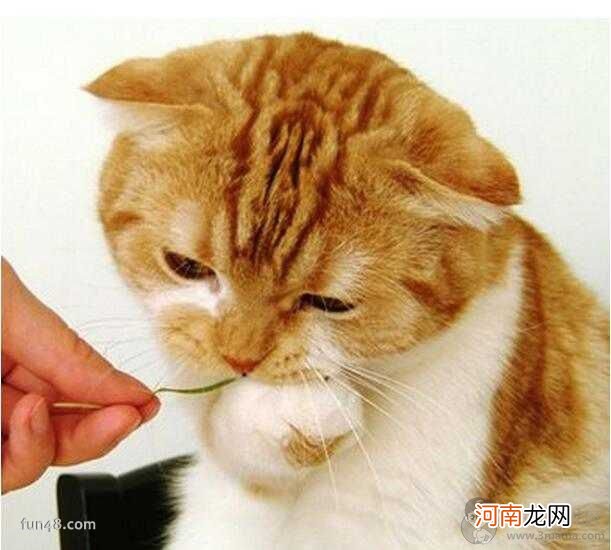 为什么百合花对猫有毒?猫中毒了该怎么办?还有哪些植物使猫中毒?