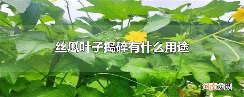 丝瓜叶子捣碎有什么用途