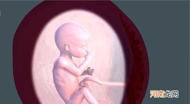 17周胎儿在肚子视频