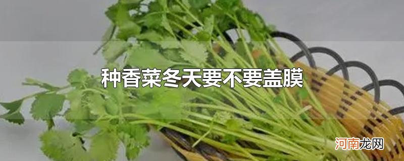 种香菜冬天要不要盖膜