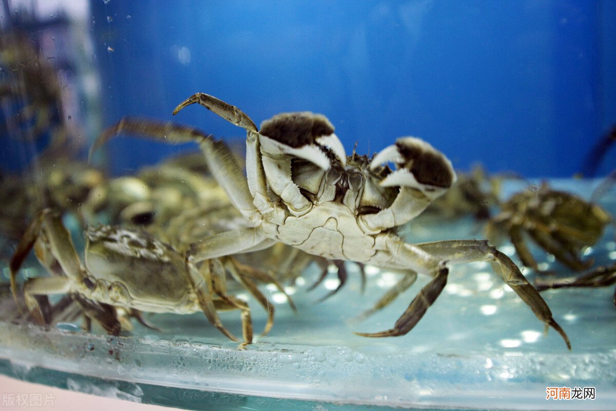 为什么死螃蟹不能吃 为什么死螃蟹不能吃？
