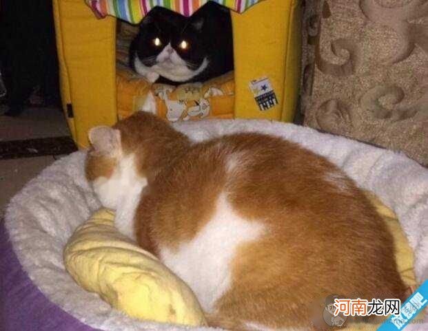 猫吃狗粮会不会死?猫会不会吃主人尸体?