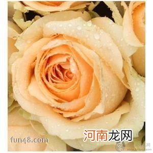 香槟玫瑰花语是什么