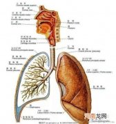 宝宝支气管炎4个病因 咳嗽是发病症状之一