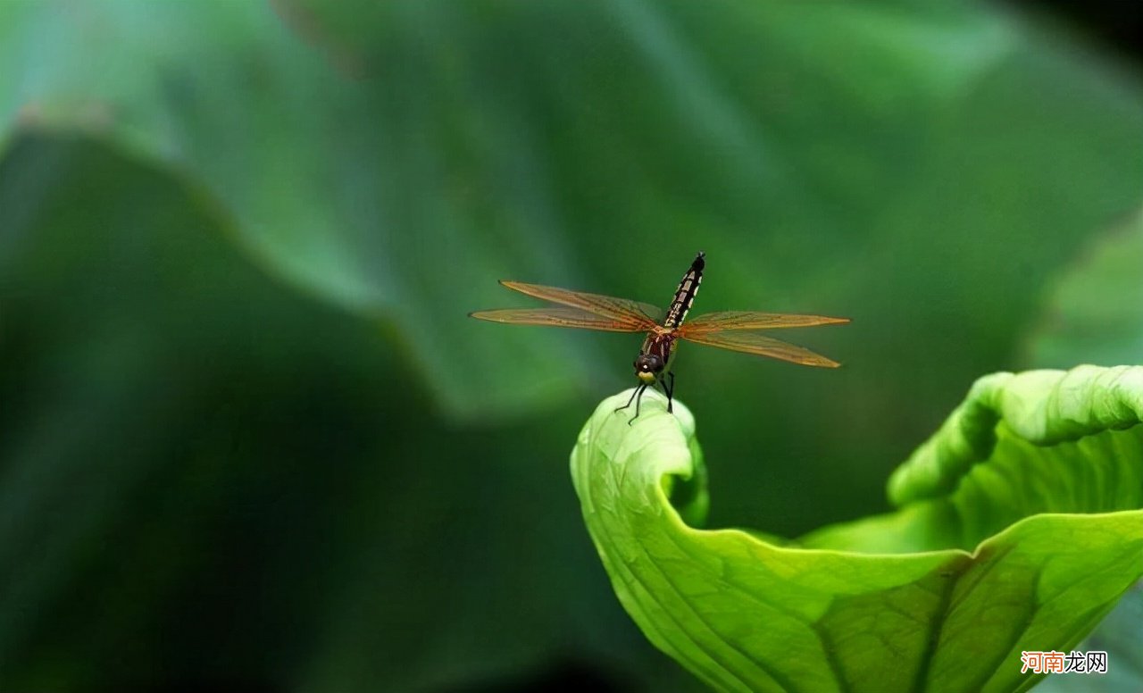 蜻蜓 蜻蜓飞在唐诗宋词中