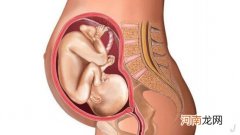 15周胎儿大小真实图片欣赏