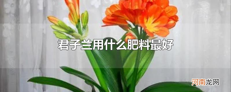 君子兰用什么肥料最好