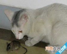 家里有老鼠怎么办?老鼠怕什么?