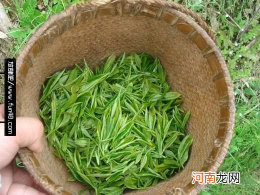 绿茶有哪些品种