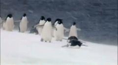 为什么北极没有企鹅 北极没有企鹅