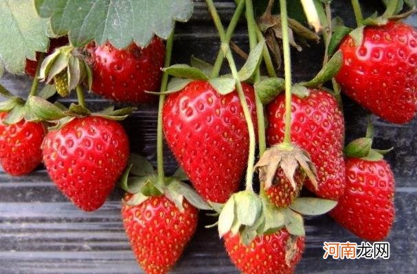 吃草莓会生气吗？
