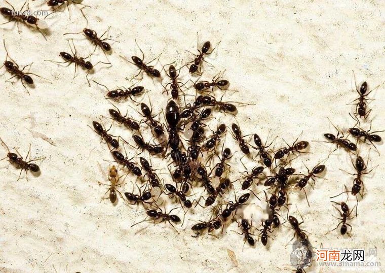 蚁后是怎么产生的?蚁后的生活方式是怎么样的?