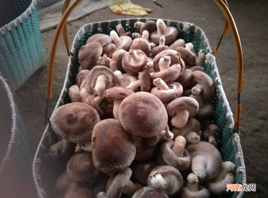 香菇越大越好。香菇越大越好吗？