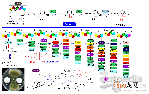 初乳的五种生物学功能