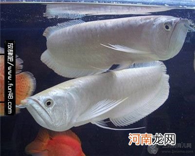 家里养银龙鱼到底要注意些什么?家里银龙鱼养几条好?