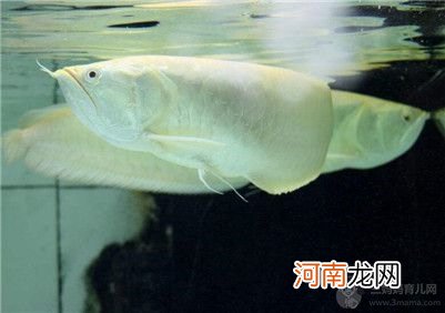 家里养银龙鱼到底要注意些什么?家里银龙鱼养几条好?