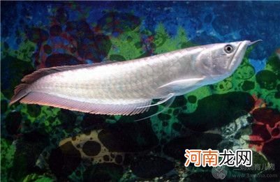 家里养银龙鱼到底要注意些什么?家里银龙鱼养几条好?