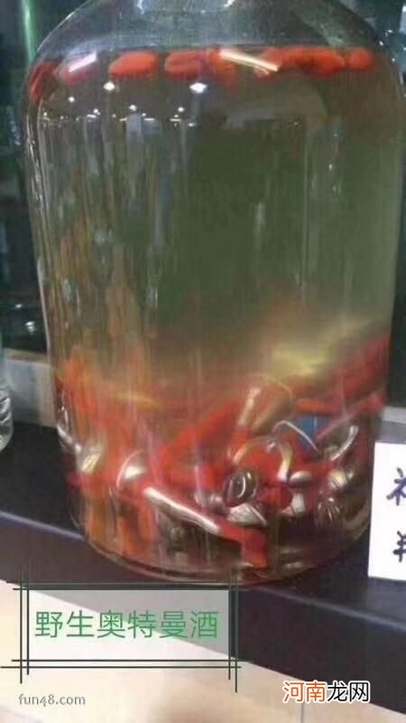 野生奥特曼酒