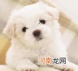 最可爱的十种狗狗品种有哪些