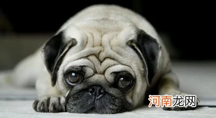 最可爱的十种狗狗品种有哪些