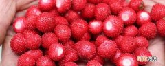 野草莓的功效与作用优质