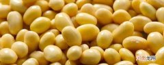 黄豆要泡多久才能做豆浆优质