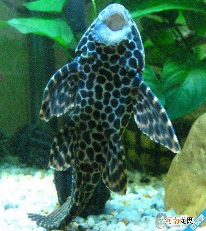 清洁工 清道夫是什么意思?清道夫精神是什么?