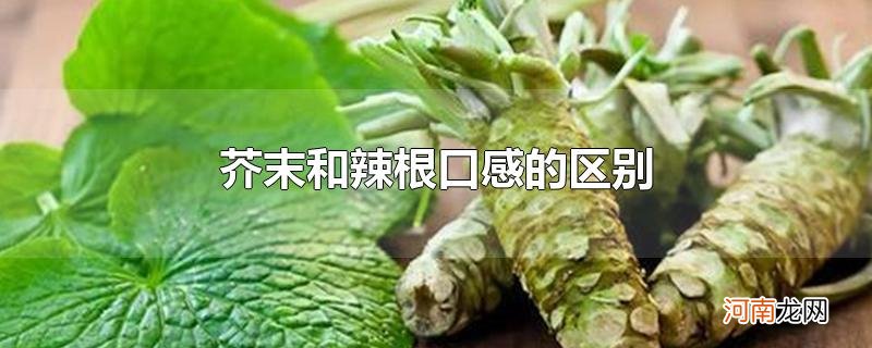 芥末和辣根口感的区别