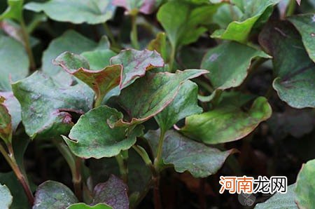 女性多吃这8种水果可排毒