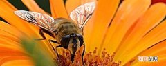 小蜜蜂用什么辨别味道优质