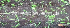 菠菜种子直接撒在地里种可以吗