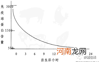 初乳对仔猪的作用