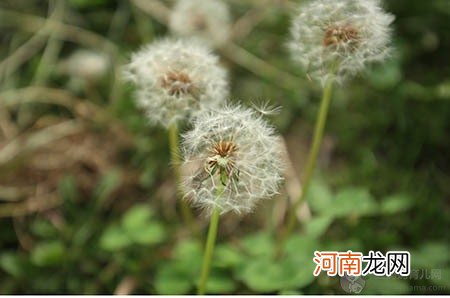 茉莉花苞茶、蜂蜜、红牛……分娩时真的有这么神吗？