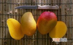 孕妇孕期能吃芒果吗