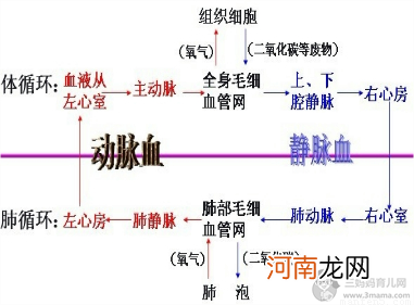 肺泡与血液的气体交换