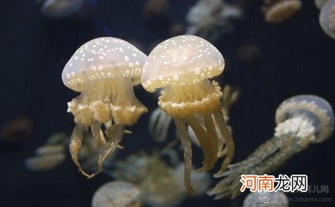 孕妇可以吃海蜇吗