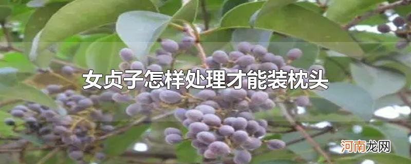 女贞子怎样处理才能装枕头