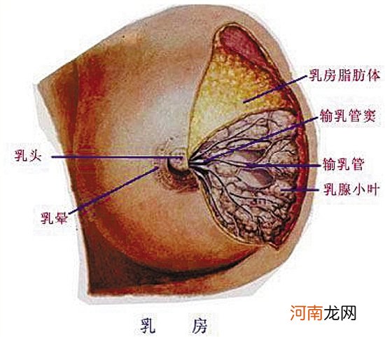 为什么乳房会挤出乳液