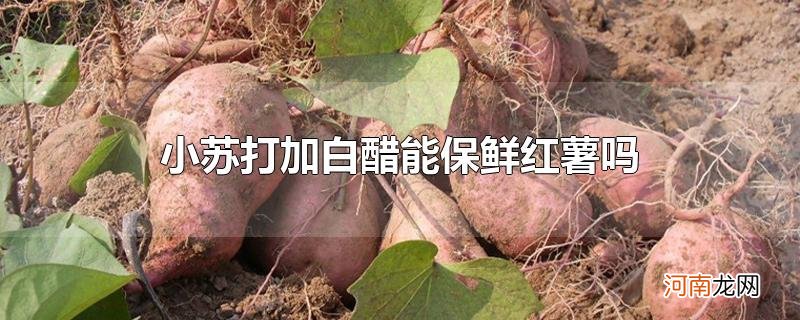 小苏打加白醋能保鲜红薯吗