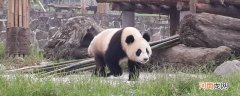 大熊猫吃肉吗优质