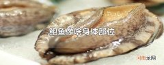 鲍鱼像啥身体部位