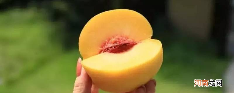 黄桃早熟品种有哪些优质