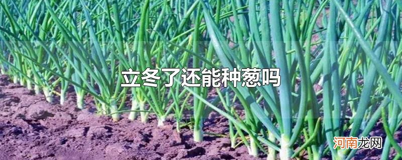 立冬了还能种葱吗