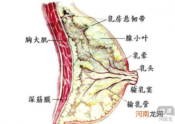 10个女的8个有乳腺囊肿