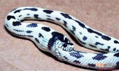 蛇为什么吃自己 蛇吃自己的真相曝光曾因此给科学家启发