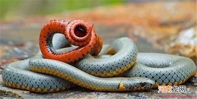 蛇为什么吃自己 蛇吃自己的真相曝光曾因此给科学家启发