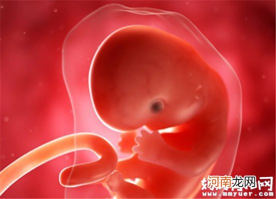 怀孕2个月胎儿有多大 看看胚胎器官形成期胎儿变化