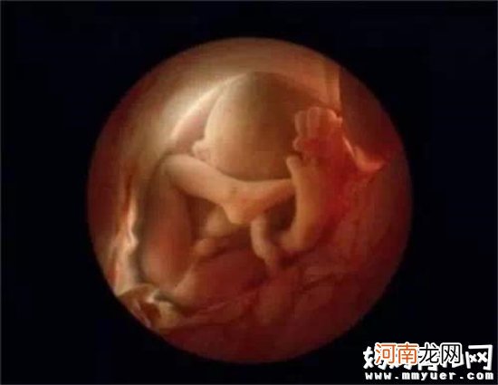 看宝宝在肚里成长的全过程 回答“妈妈，我是怎么来的”