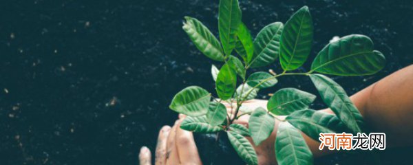 一整套净化室内空气的植物 能净化室内空气的植物有什么